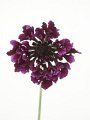 Scabiosa japonica Bordeaux